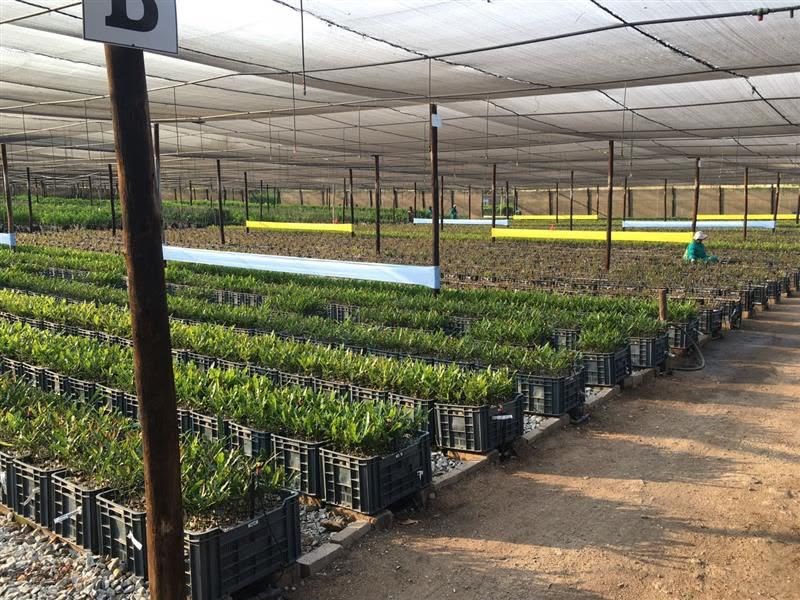 Nursery seedlings under shade net