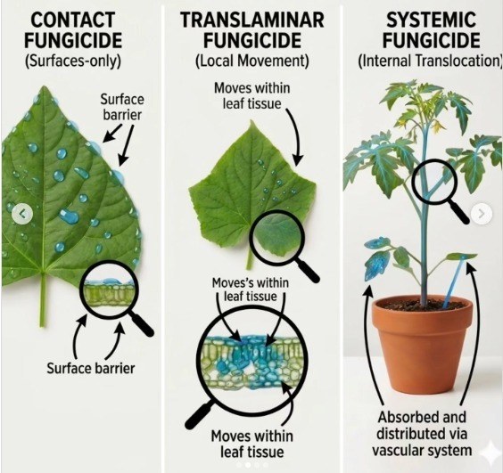 Contact, translaminar, and systemic fungicides