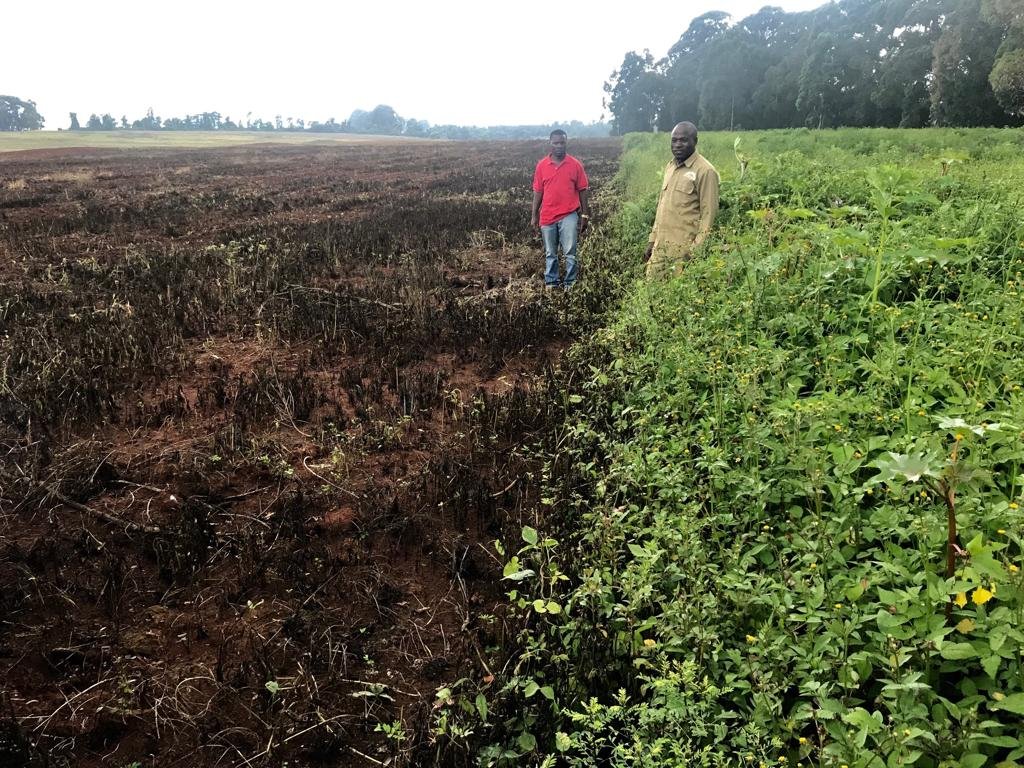 Herbicide field result — treated vs untreated