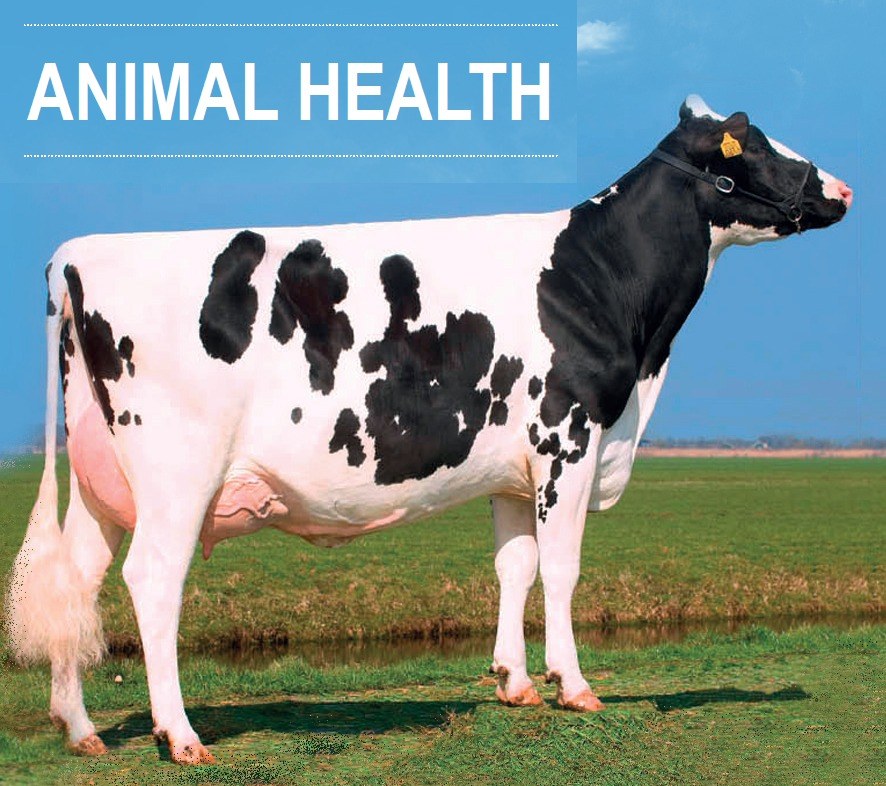 Dairy cow in pasture — animal health
